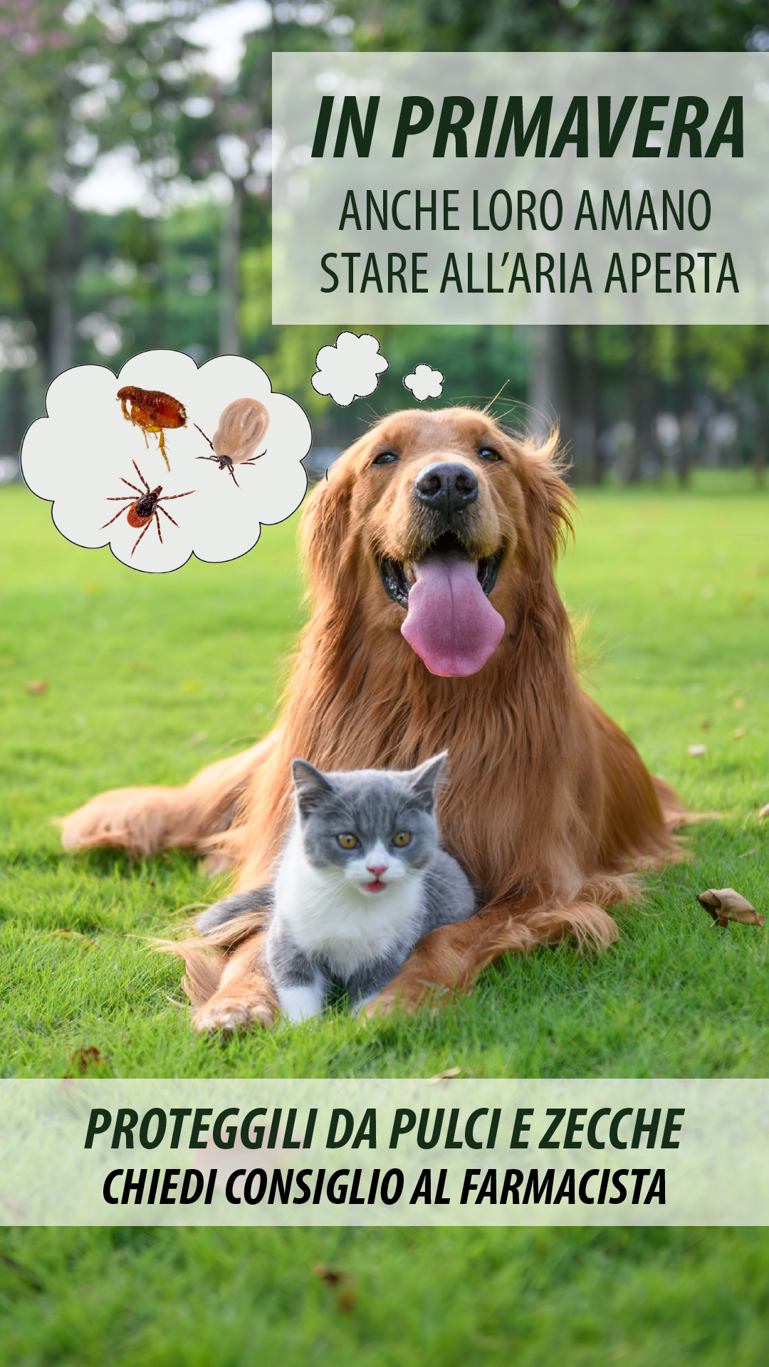 V VETERINARIA